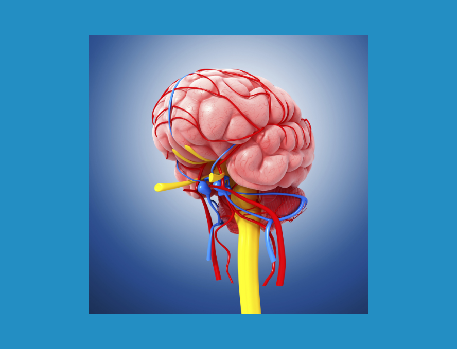 Sistema de reparación o parasimpático